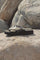 Sandals Tulip1060 | Sandaler fra Ilse Jacobsen